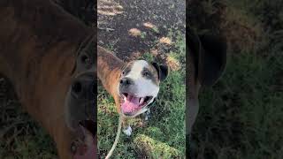 Video preview image #1 American Bulldog-American Staffordshire Terrier Mix Puppy For Sale in phoenix, AZ, USA
