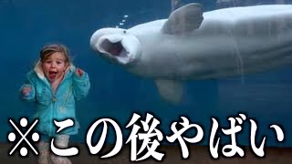 【神回】ツッコミどころ満載な動物おもしろ動画見ようぜwwwwww③【ハプニング集】【犬】【猫】