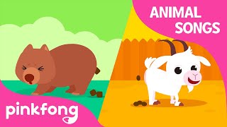 Peek-A-Poo Peek-A-Boo!  Animal Songs  Learn Animal