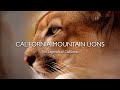 California Mountain Lions: The Legends of California