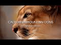 California Mountain Lions: The Legends of California