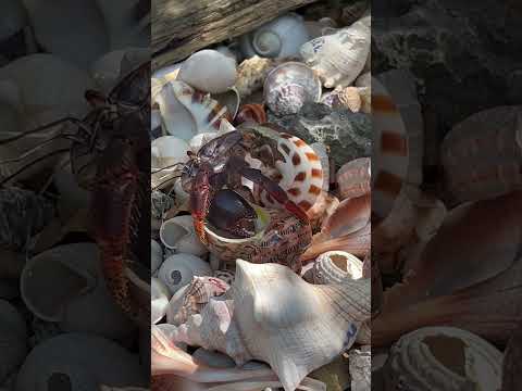 How Crabs Change Shells