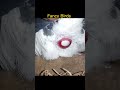 pigeon laying eggs short video 💕