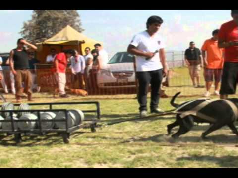 PARKA Pitbull Tacna Peru