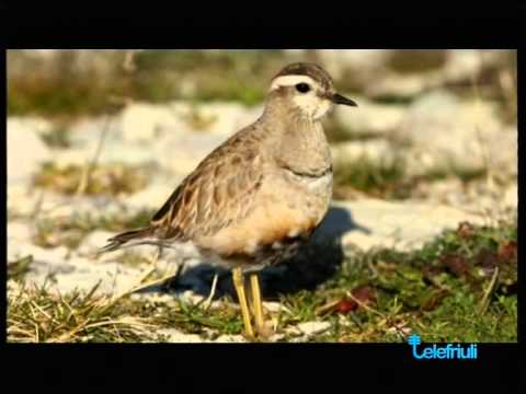 Intervento di Bruno Dentesani - Sentierinatura 2014 - 14