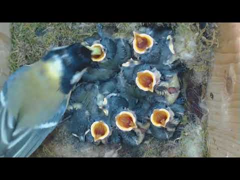 2018 05 11 Weiter gehts bei den Kohlmeisen