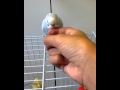 How To Train Your Parakeet Not To Bite 
