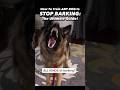 This is what I learned after 19 years training dogs to STOP BARKING 🙉 #dogtrainer #dogtraining #dog