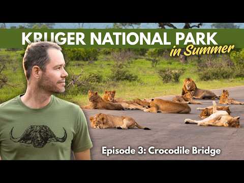 The Biggest Lion Pride I Have Ever Seen in the Kruger National Park!