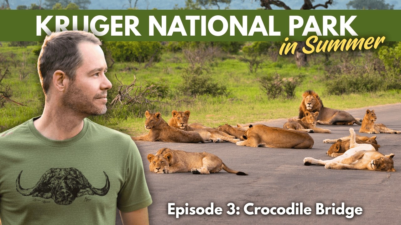 The Biggest Lion Pride I Have Ever Seen in the Kruger National Park!