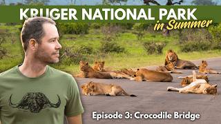 The Biggest Lion Pride I Have Ever Seen in the Kruger National Park! MQDEFAULT Thumbnail