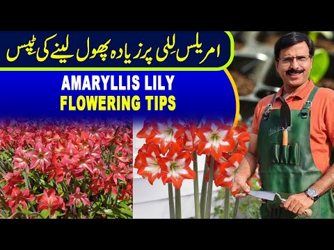 Amaryllis Lily | Flowering Tips | Gardening With Javed Iqbal