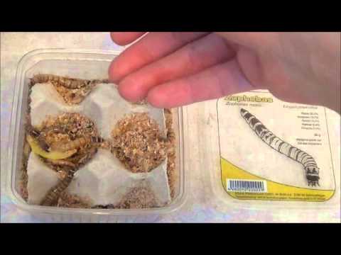 Insektenlarven selbstversuch,Zucht von Heuschrecken,Insekten als Nahrungsmittel