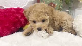 ハーフ犬の動画01