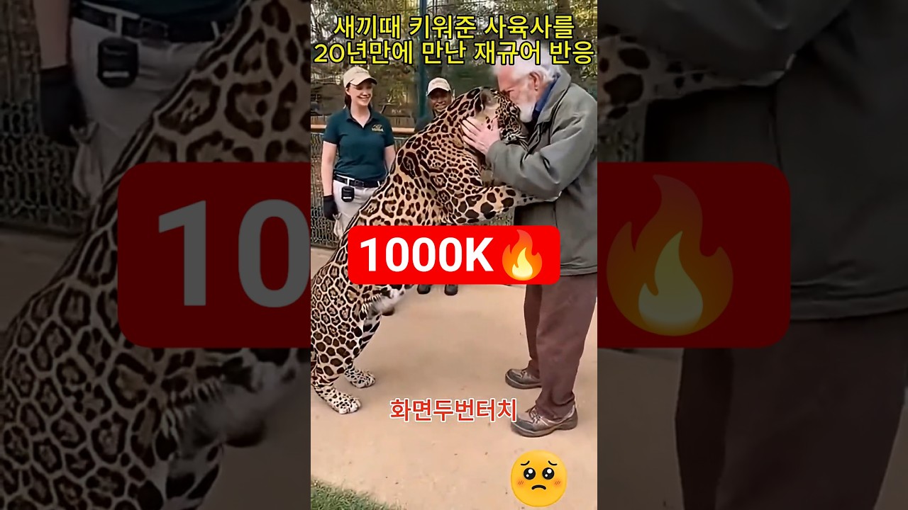 Jaguar reunites with the keeper who raised it after 20 years 🐾