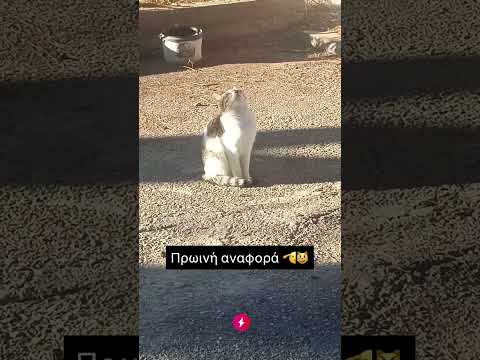 ΠΡΟΣΟΧΗ ΡΕ ΜΛΚ ΓΑΤΑ