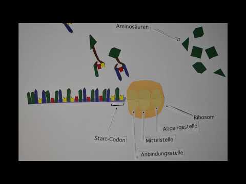Proteinbiosynthese - Die Translation