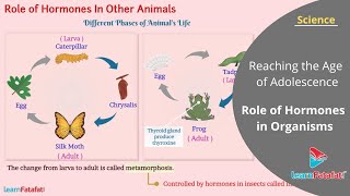 Reaching the Age of Adolescence Class 8 Science - Role of Hormones in Organisms