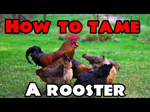 How to tame an extremely mean rooster