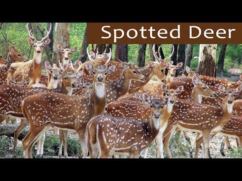 Beautiful Herd of Spotted Deer - കൈ എത്തും ദൂരെ പുള്ളിമാൻ കൂട്ടം  - Bandipur National Park