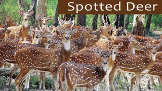 Beautiful Herd of Spotted Deer - കൈ എത്�