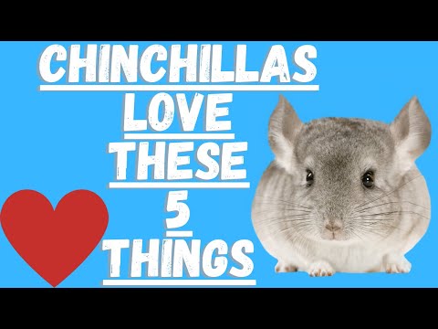 5 Things Chinchillas Love (And You Should Do Them)