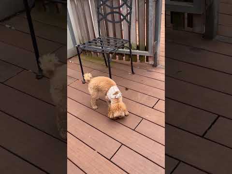 経営学科 ボールを追いかけるトイプードル14ヶ月 #toypoodle #トイプードル