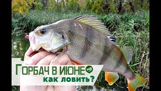 Когда ловится окунь в июле
