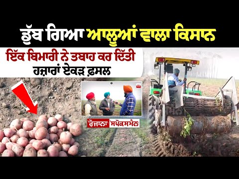 ਡੁੱਬ ਗਿਆ ਆਲੂਆਂ ਵਾਲਾ ਕਿਸਾਨ, ਇੱਕ ਬਿਮਾਰੀ ਨੇ ਤਬਾਹ ਕਰ ਦਿੱਤੀ ਹਜ਼ਾਰਾਂ ਏਕੜ ਫ਼ਸਲ