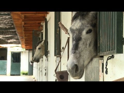 Ab zum Schlachthof: Spaniern sind Pferde zu teuer