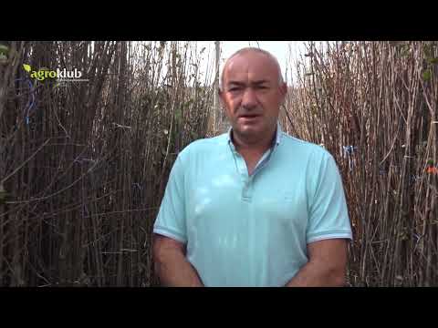 Zbog čega jesenja sadnja i zašto je veća tražnja za autohtonim voćem?