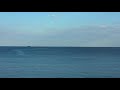 Delfinii Pe Faleza Cazino Constanta