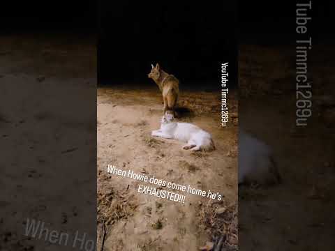 "WHERE'S YOUR CAT?" #coyote #puppy #dog  #kitten #kittens #howiedewitt #weavethecoyote #nature #home