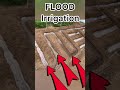 Chain Flood Irrigation System🌊💦#Shorts #indianfarmer