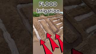 Chain Flood Irrigation System🌊💦#Shorts #indianfarmer
