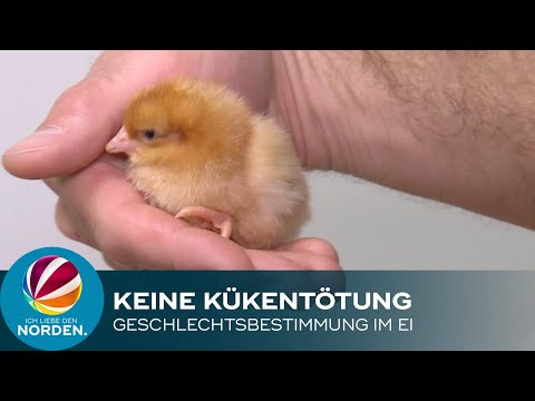 Kein Kükenschreddern mehr: Maschine bestimmt Geschlecht im Ei
