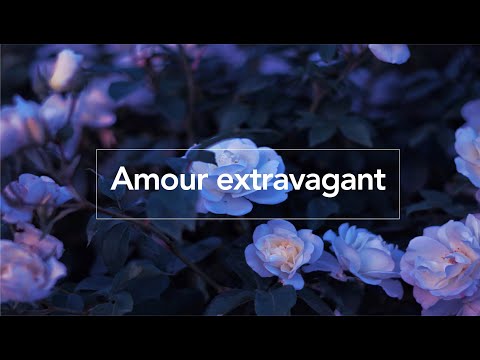 Amour Extravagant - paroles (Reckless love)