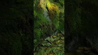 Download lagu Surah As-Sajda by Islam Sobhi #shorts #gopro mp3 Download lagu Surah As-Sajda by Islam Sobhi #shorts #gopro mp3