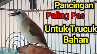 Download lagu PUNYA TRUCUK BAHAN..? PAKAI INI Pancingan trucukan BAHAN trucuk ombyokan agar bunyi gacor mp3 Download lagu PUNYA TRUCUK BAHAN..? PAKAI INI Pancingan trucukan BAHAN trucuk ombyokan agar bunyi gacor mp3