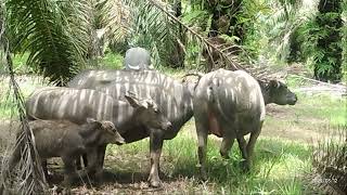 NGERI MOZI NGAMUK & SAMPAI MENGEJAR JUNIOR karna ikut trus mengejar betina