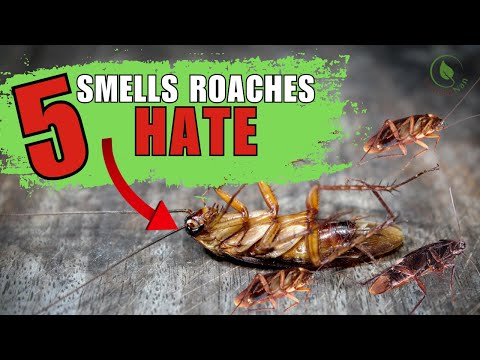 5 Smells That Roaches Absolutely Hate (Natural Roach Repellents)