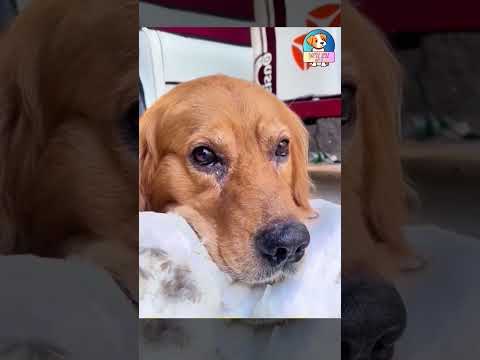 HÔM NAY LU RẤT BUỒN  #yeulu #shorts