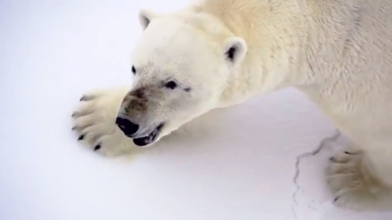 Spitsbergen Arctic voyage with World Expeditions