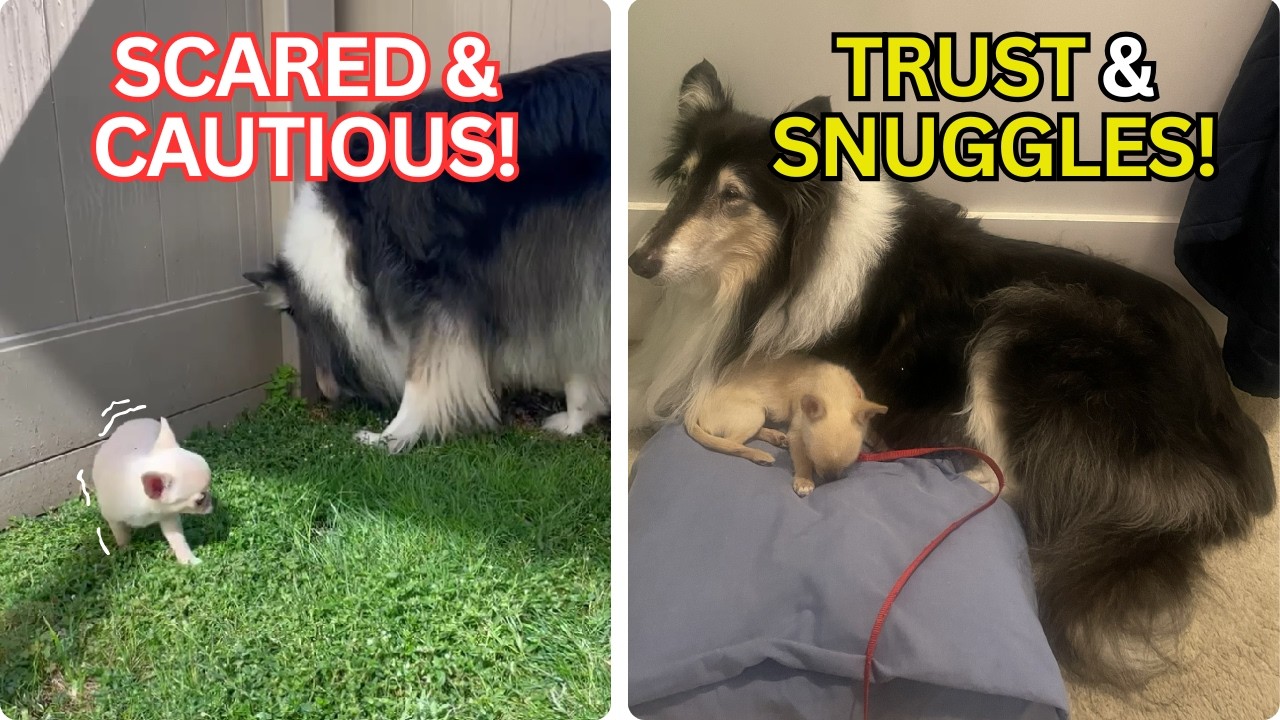 From Fear to Best Friends: My Chihuahua's Big Step