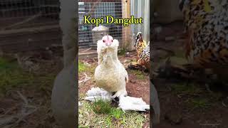 Download lagu kopi dangdut #shorts mp3