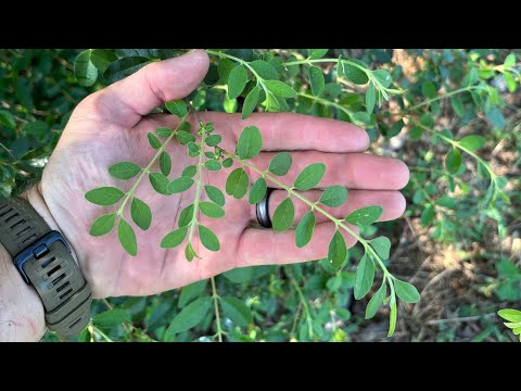 MSM Turf vs Chinese Privet