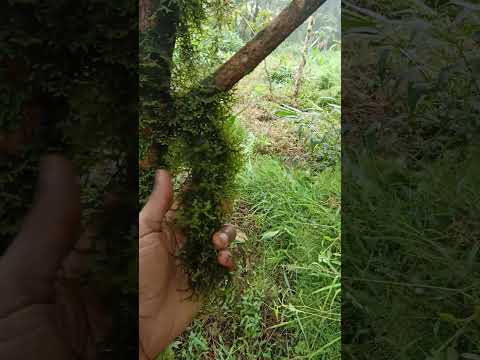 Mossy #moss #plants #nature #flowers