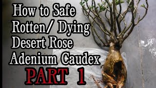 How to Save a Rotten / Dying Desert Rose / Adenium Caudex - Part 1