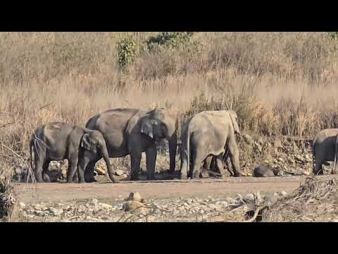 Wild Elephant Eating Salt । Rare Sighting। Open Gypsy Safari In Rajaji National Park । Rajaji Safari