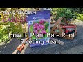 How to Plant Bare Root Bleeding Heart from Costco